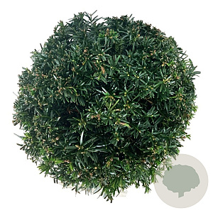 Taxus b. 'Höpken's Gigant' 25-30 cm 6,5L bol