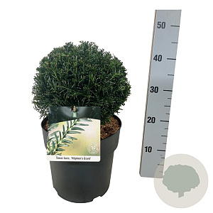 Taxus b. 'Höpken's Gigant' 25-30 cm 6,5L bol