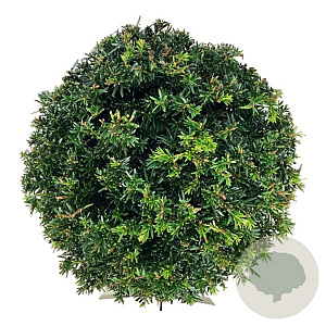 Taxus b. 'Höpken's Gigant' 30-35 cm 10L bol