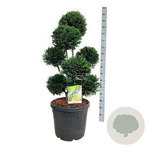 Taxus b. 'Höpken's Gigant' 80-100 cm cont. 55L multi bol