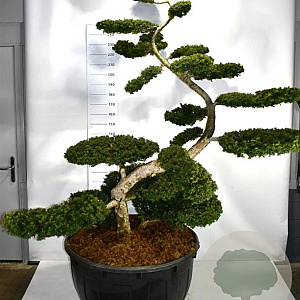 Taxus b. 'Summergold' 200-225 cm cont. 500L bonsai