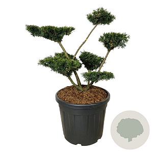 Taxus media 'Farmen' 60-80 cm cont. 55L multi bol