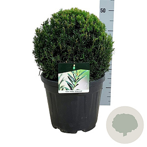 Taxus media 'Groenland' 30-35 cm 10L bol