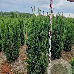 Taxus media 'Hicksii' 140-160 cm met kluit