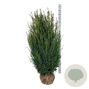 Taxus media 'Hicksii' 140-160 cm met kluit extra