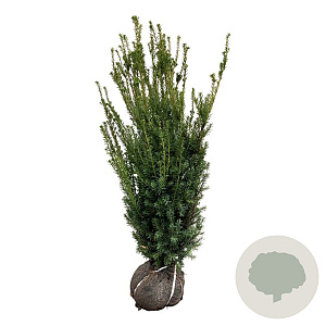 Taxus media 'Hillii' 100-120 cm met kluit