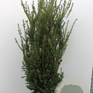 Taxus media 'Hillii' 120-140 cm met kluit extra