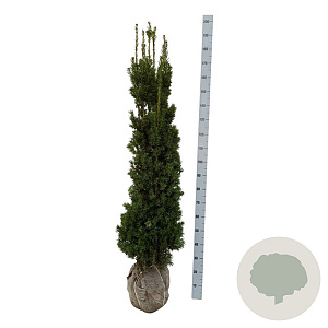 Taxus media 'Viridis' 140-160 cm met kluit extra