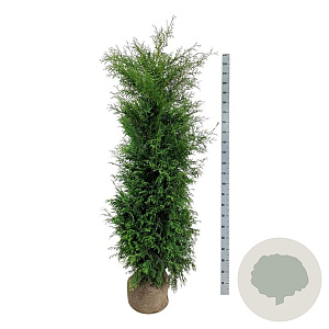 Thuja occ. 'Brabant' 180-200 cm met kluit extra