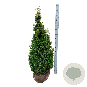Thuja occ. 'Degroot's Spire' 120-140 cm met kluit extra