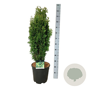 Thuja occ. 'Degroot's Spire' 60-80 cm 15L