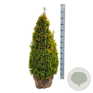 Thuja occ. Golden Smaragd 80-100 cm met kluit extra