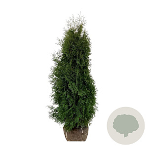 Thuja occ. 'Pyramidalis Compacta' 120-140 cm met kluit extra