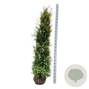 Thuja occ. 'Salland' 180-200 cm met kluit extra