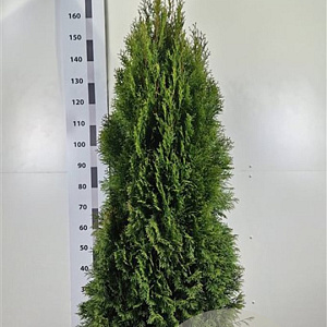 Thuja occ. 'Smaragd' 140-160 cm met kluit extra