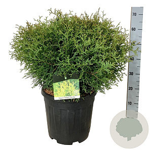 Thuja occ. 'Tiny Tim' 50-60 cm 15L