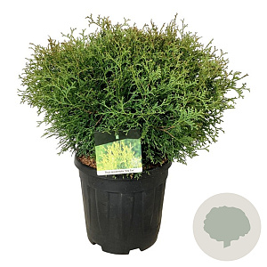 Thuja occ. 'Tiny Tim' 50-60 cm 15L