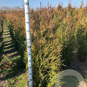 Thuja pl. 'Atrovirens' 100-120 cm met kluit