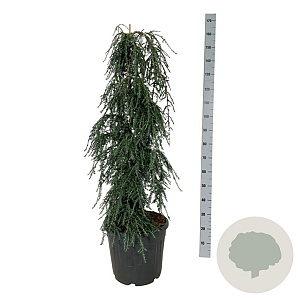 Tsuga can. 'Cole's Prostrate' 125-150 cm 30L extra