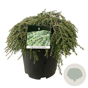 Tsuga can. 'Cole's Prostrate' 40-50 cm 15L