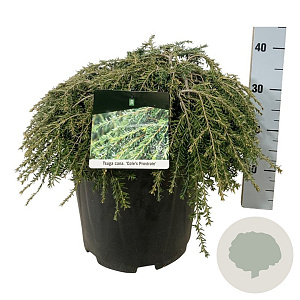 Tsuga can. 'Cole's Prostrate' 40-50 cm 15L