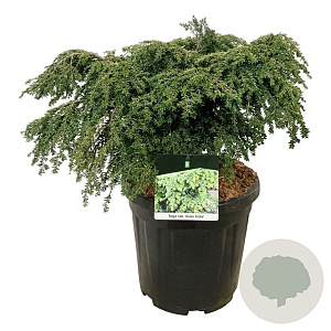 Tsuga can. 'Green Globe' 50-60 cm 15L