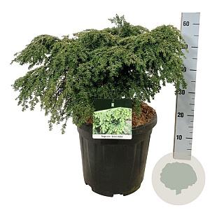 Tsuga can. 'Green Globe' 50-60 cm 15L