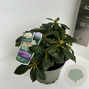 Rhododendron yakushimanum 25-30 cm 5,0L