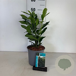 Prunus l. Elly 30-40 cm 25L