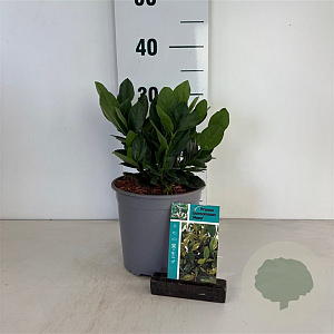 Prunus l. 'Mano' 25-30 cm 2,5L