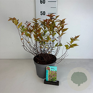 Spiraea jap. 'Goldflame' 30-40 cm 3,5L
