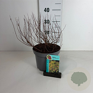 Spiraea jap. 'Golden Princess' 25-30 cm 3,5L
