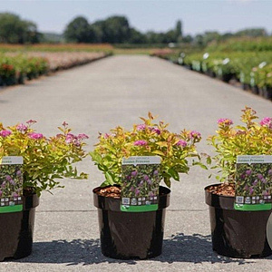 Spiraea jap. 'Golden Princess' 25-30 cm 3,5L