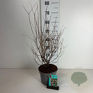 Symphoricarpos d. 'Mother of Pearl' 50-60 cm 35L