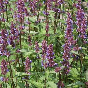 Agastache 'Spicey' GM P9