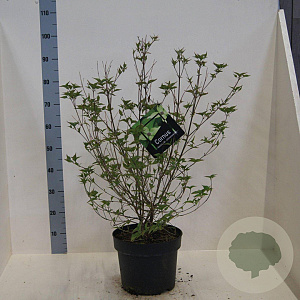 Cornus kousa chinensis 60-80 cm 10L meerstammig