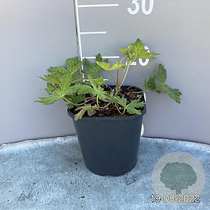 Geranium 'Ann Folkard' GM 2,0L