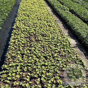 Geranium 'Ann Folkard' GM 2,0L