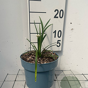 Liriope muscari 'Monroe White' GM 2,0L
