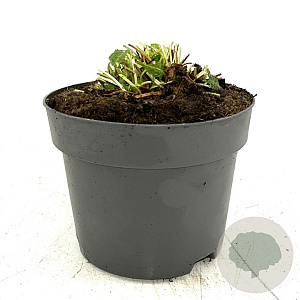 Stachys monieri 'Hummelo' GM 2,0L