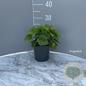 Tiarella cordifolia GM 2,0L