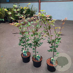 Acer pal. 'Osakazuki' 50-60 cm 5,0L