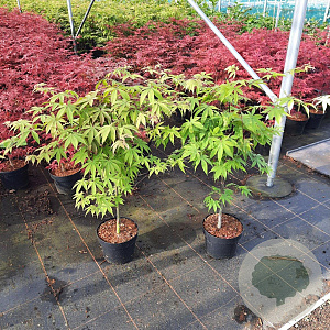 Acer pal. 'Osakazuki' 50-60 cm 5,0L