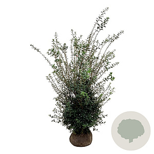 Osmanthus burkwoodii 150-175 cm met kluit extra