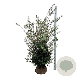 Osmanthus burkwoodii 150-175 cm met kluit extra