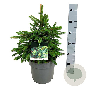 Picea a. 'Will's Zwerg' 40-50 cm 6L