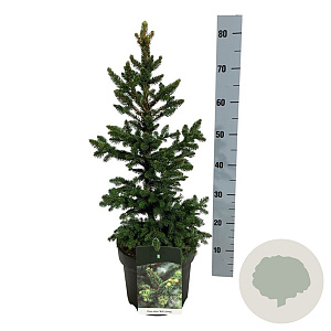 Picea a. 'Will's Zwerg' 50-60 cm 6L
