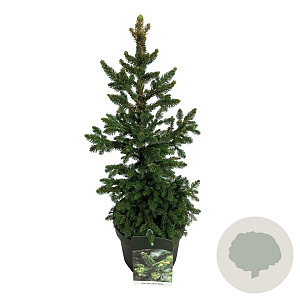 Picea a. 'Will's Zwerg' 50-60 cm 6L