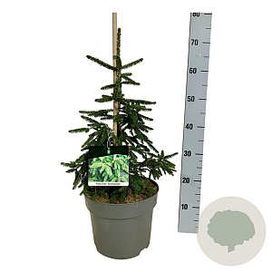 Picea orientalis 'Aureospicata' 40-50 cm 6L
