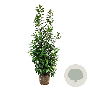 Prunus l. 'Novita' 175-200 cm met kluit